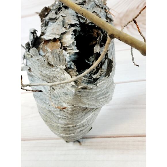 Large Real Hornet's Nest Hive Paper Wasp Bee Decor From Utah Mountains 10" x 6" - Picture 8 of 11